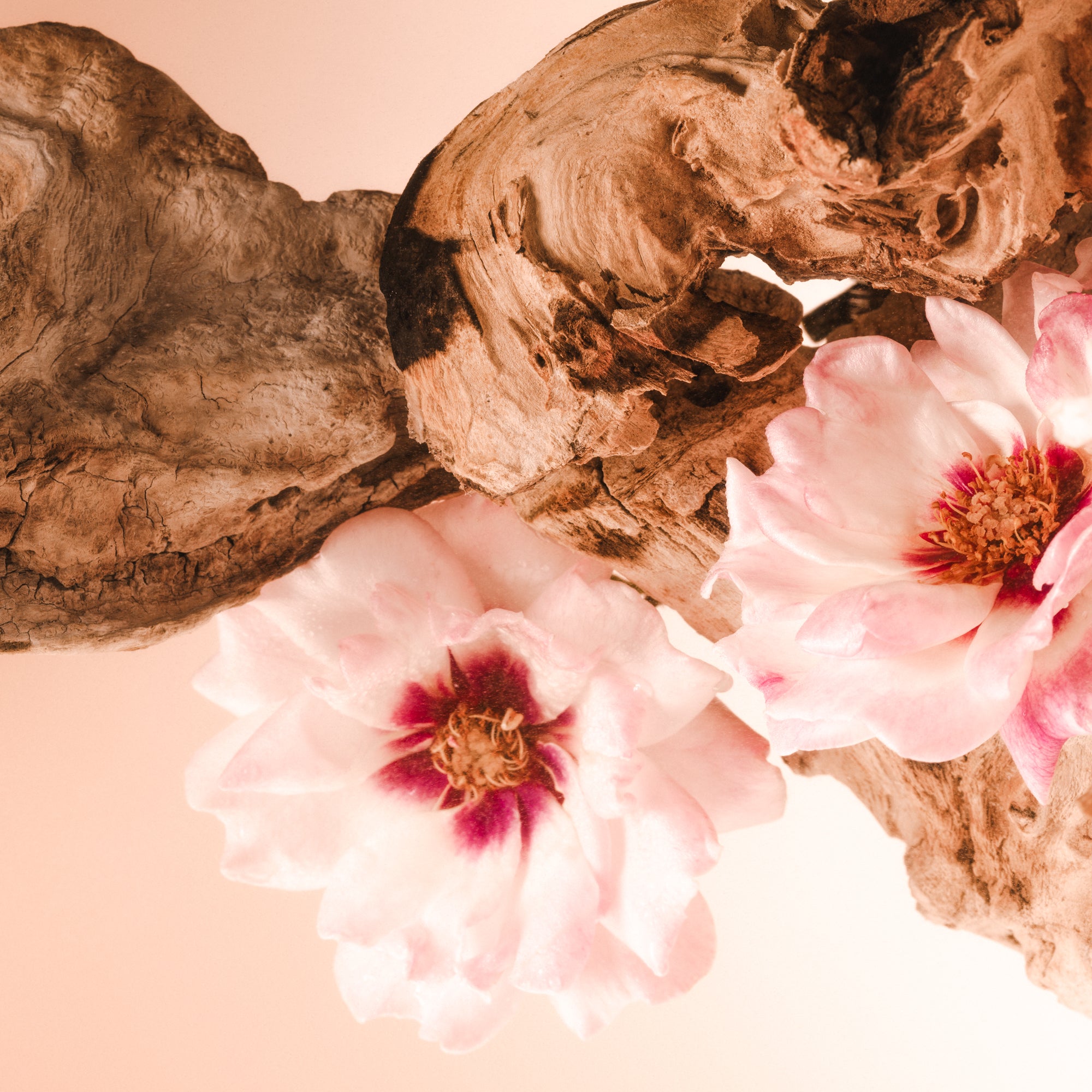 SALTAIR-SPF-BODY-OIL-SANTAL-BLOOM-BOTANICAL-01-CARL-OSTBERG_1_3000x.jpg